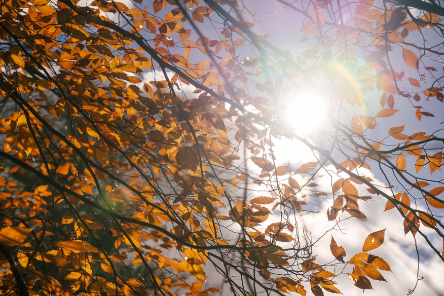 Sun beats down through leaves