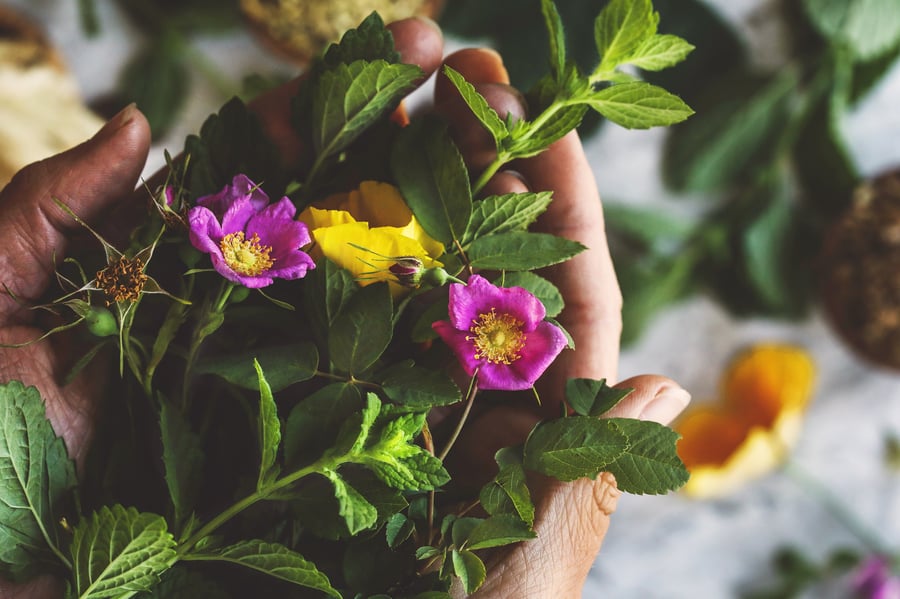 Two hands holding freshly picked wild roses, lemon balm, and California poppy