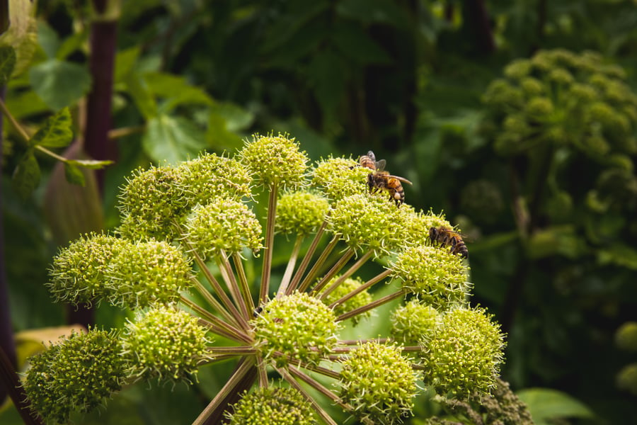 Bees on an organic angelica flower