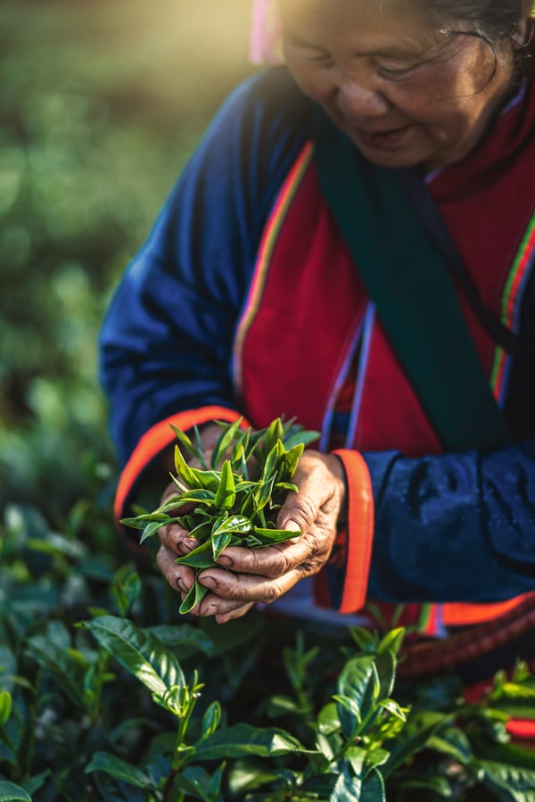A woman harvests fresh tea leaves 