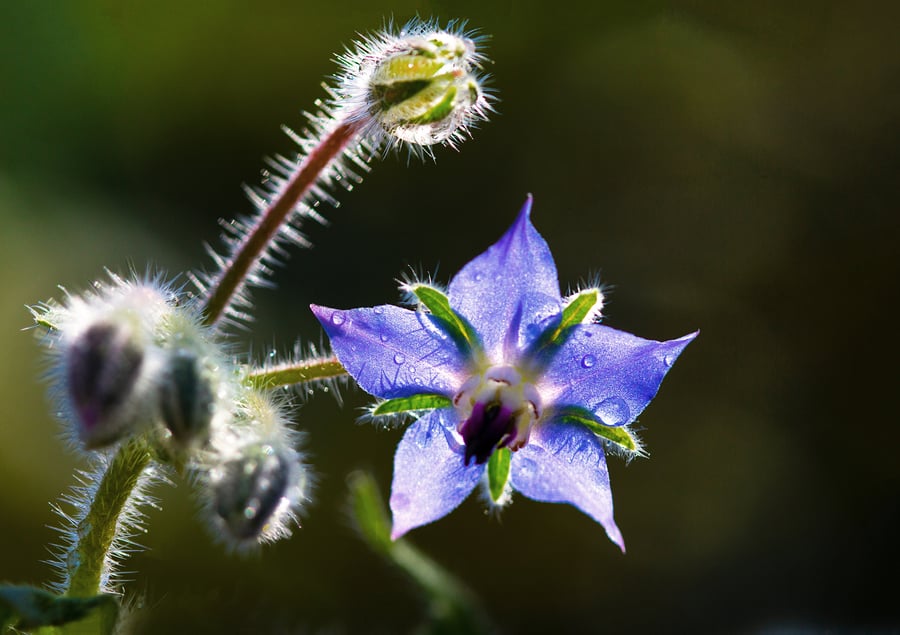 A borage flower in the sunlight