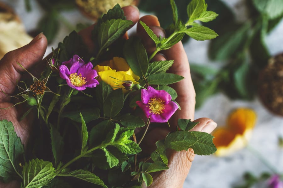A hand holding fresh herbs