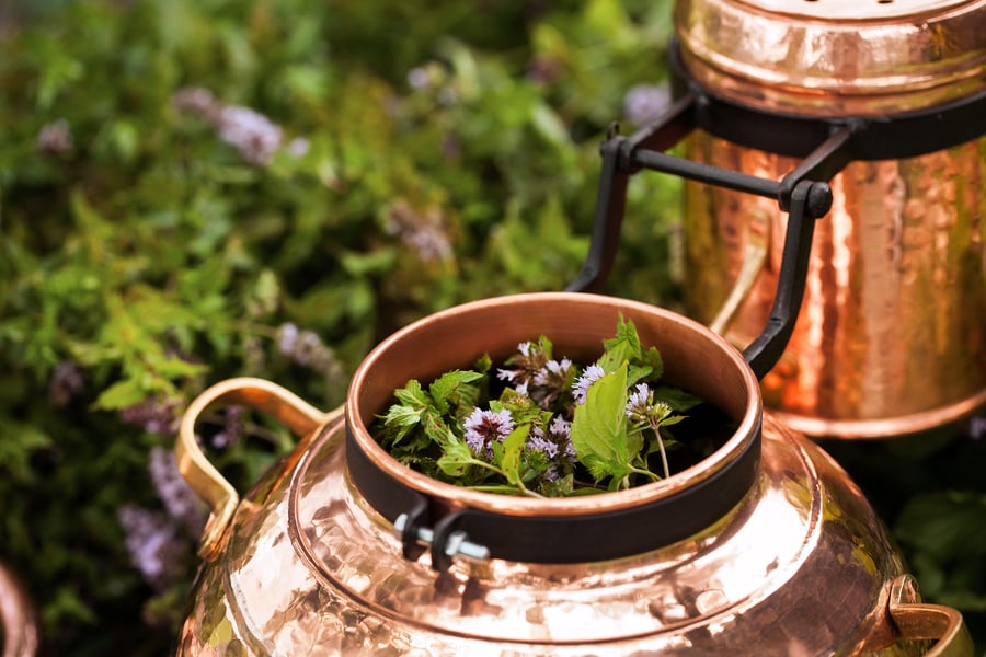 Fresh plant material loaded into copper still