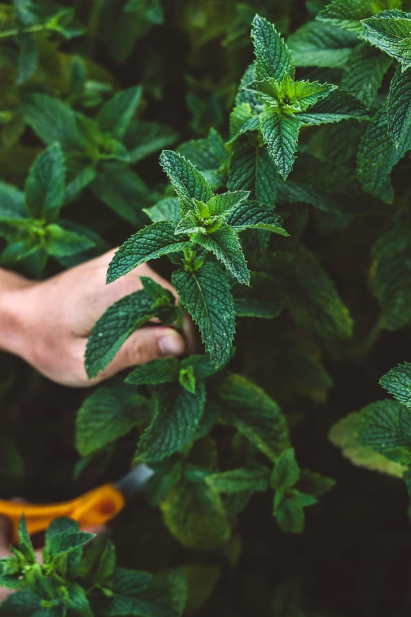 A photo of someone harvesting wild mint