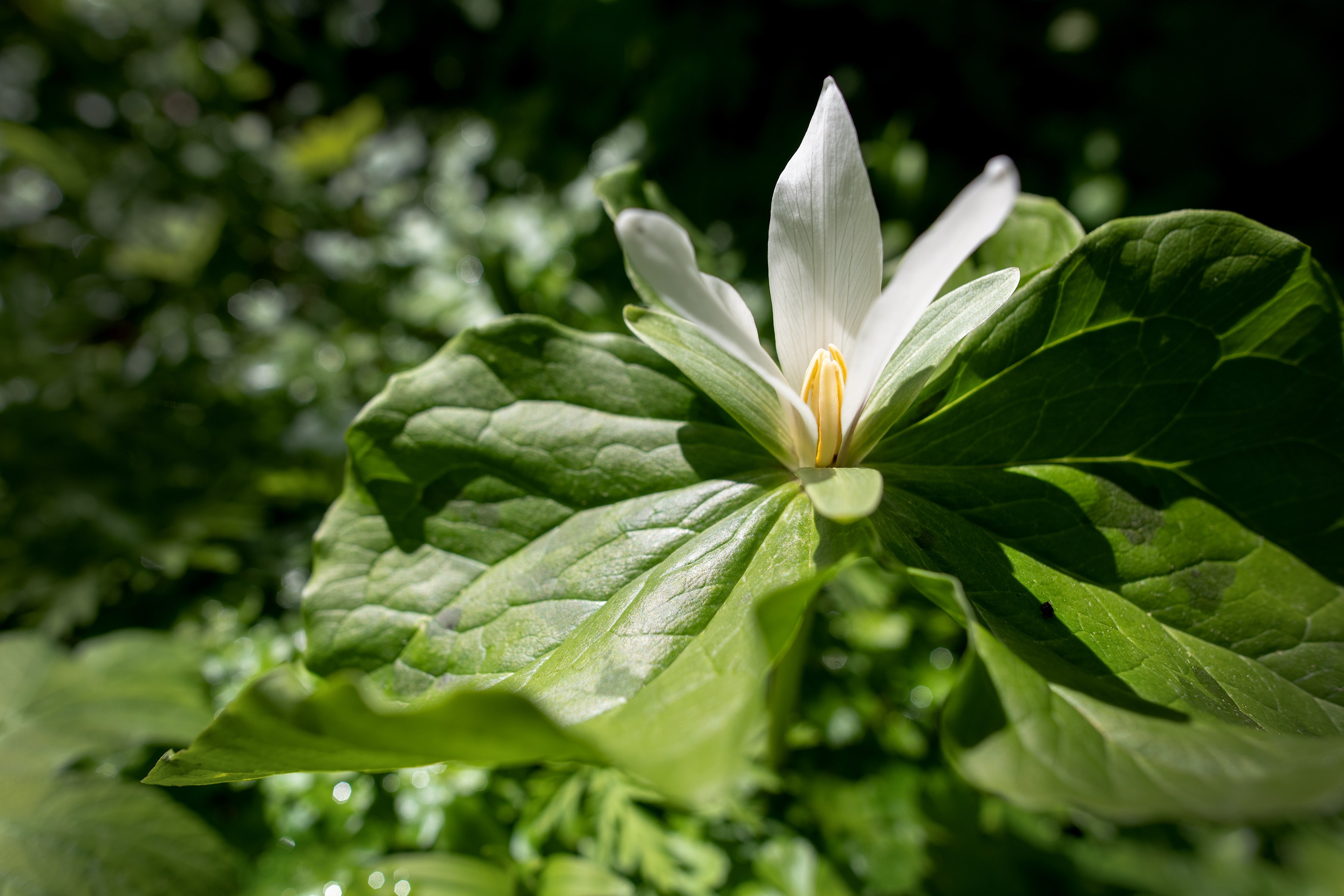 Trillium Plant: An Age-Old Ally That Needs Our Help