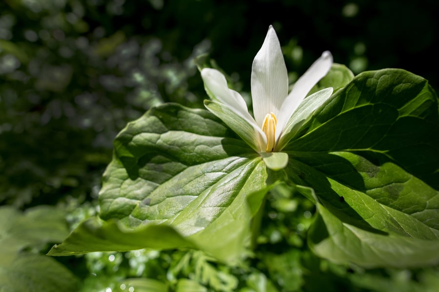 Trillium flower in bloom