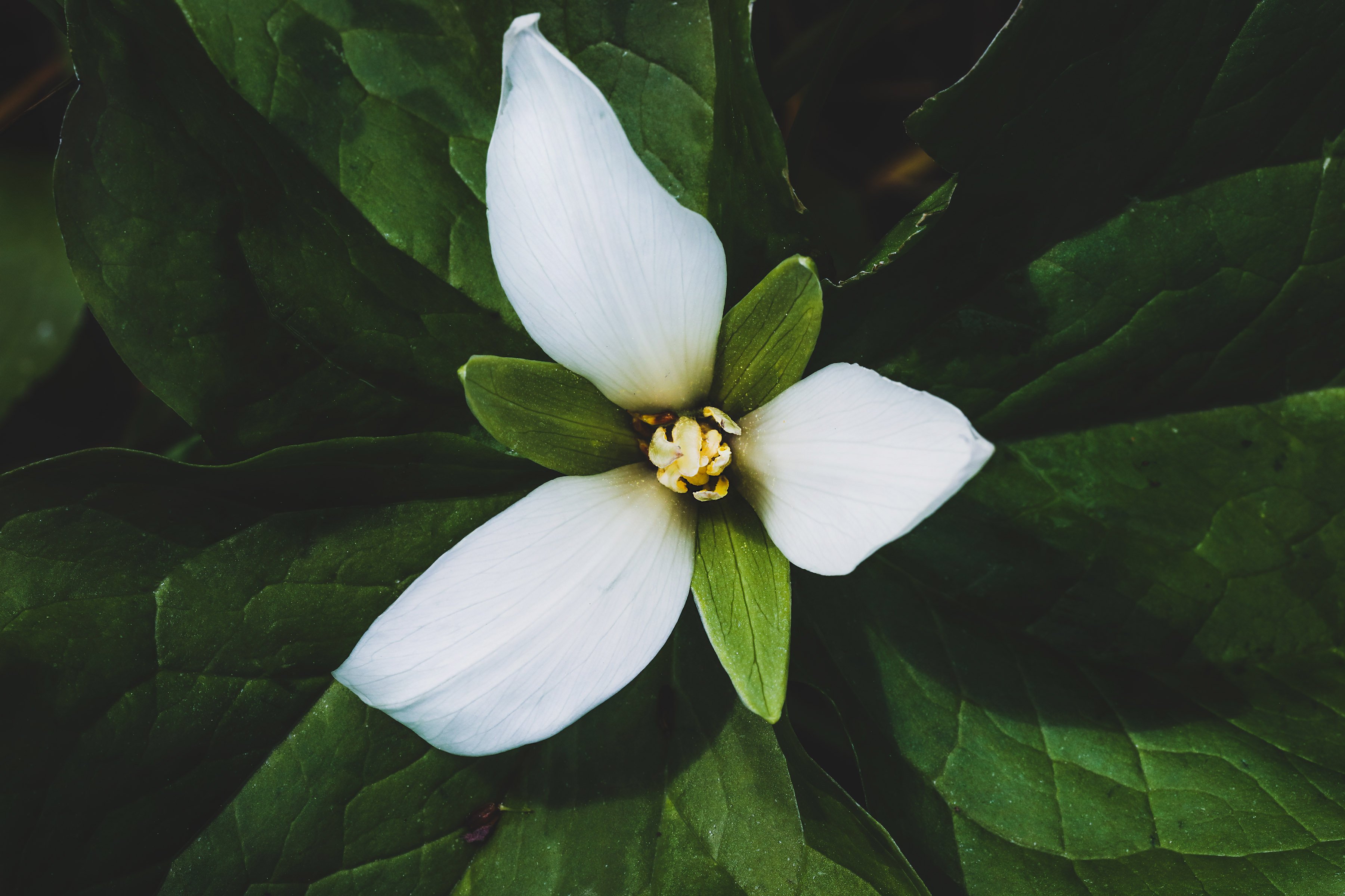 Up-close Image of white trillium flower. 