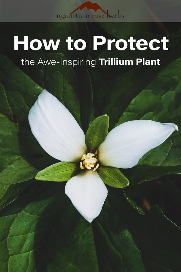Pinterest Image to How to Protect Trillium Plant