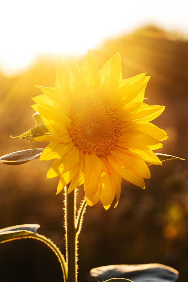 Evening sun shines through a beautiful blooming sundflower