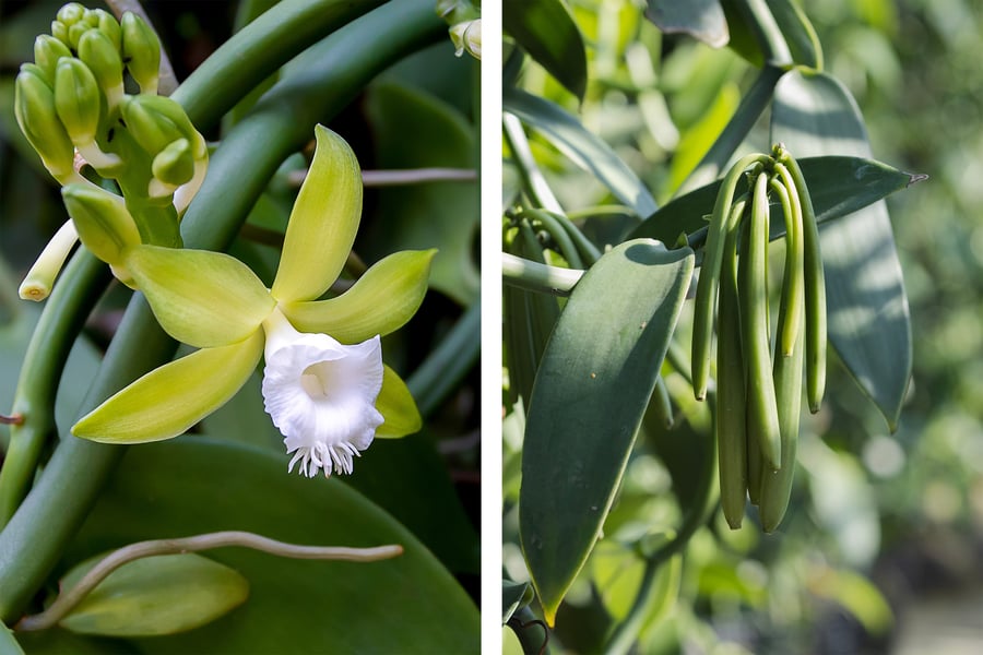 A side by side photo of a flowering vanilla orchid and green vanilla beans on the vine