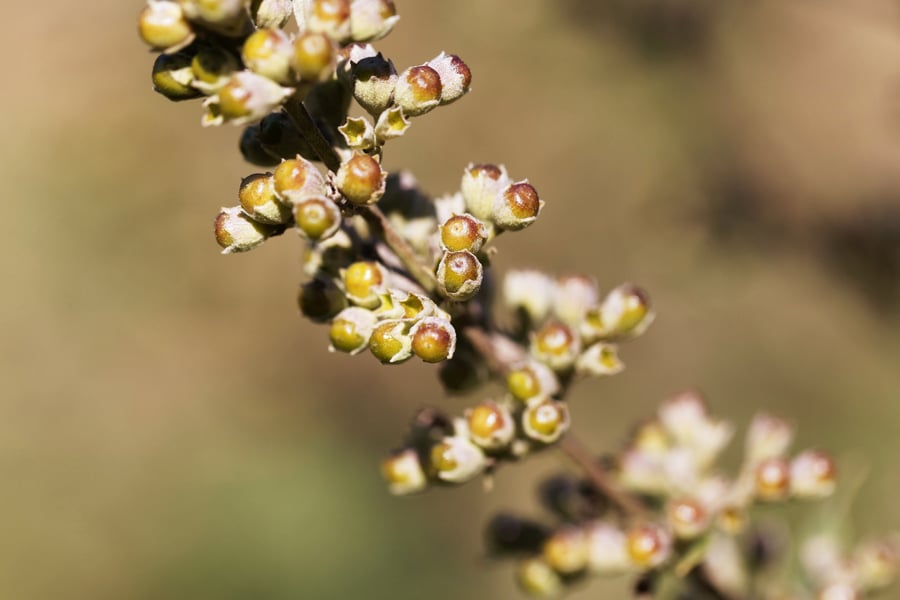 A close up photo of vitex berries on stalk