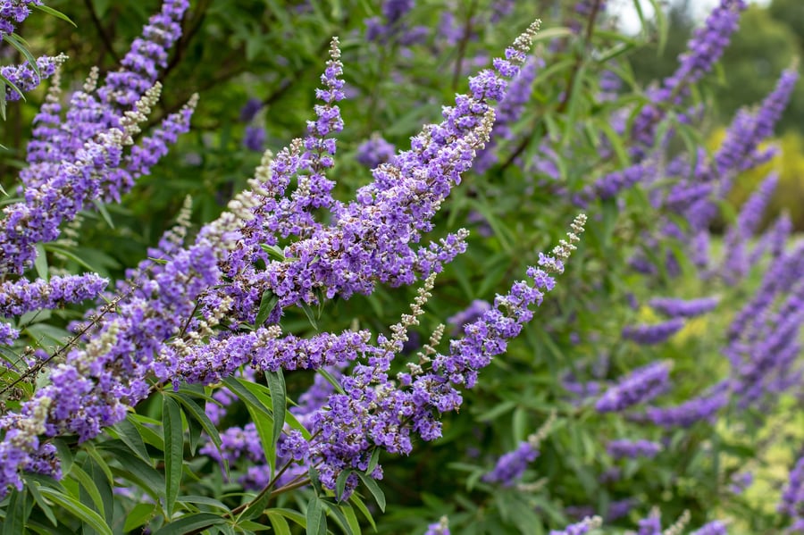 A photo of beautiful vitex blossoms in full bloom