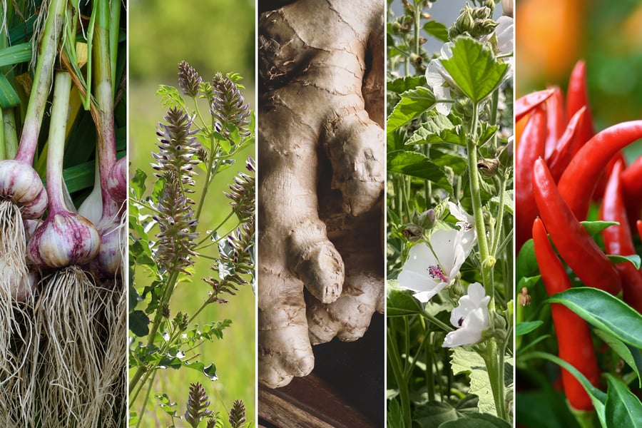 What Taste Can Tell Us About Herbs Horizontal