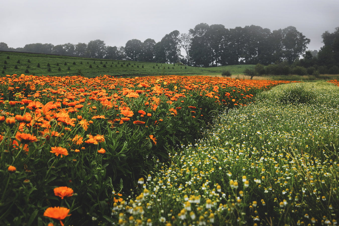 Cultivated calendula and chamomile side by side in a field