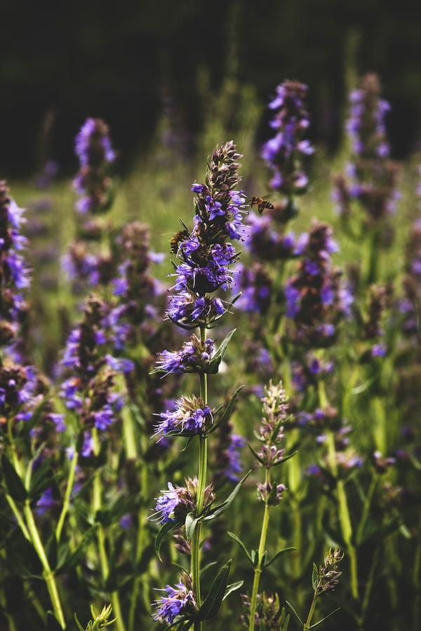 Honey bees pollinate native flowers