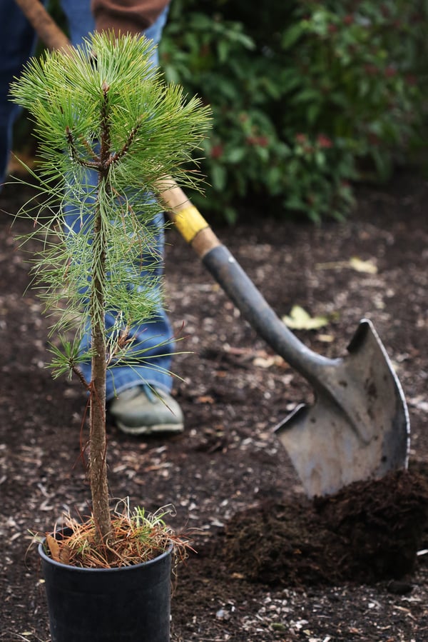 A baby ponderosa is planted on our industrial campus by green team member