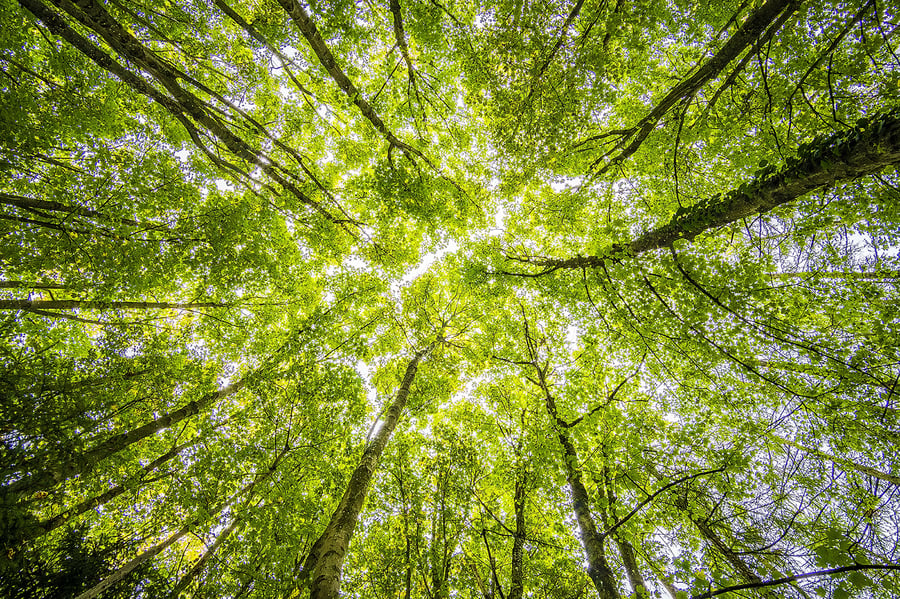 A beautiful green tree canopy 