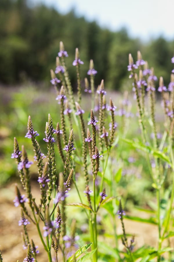 A field of American Blue Vervain growing at Oshala Farm. The tops of the vervain are beginning to flower with some plants in focus and an out of focus field behind.