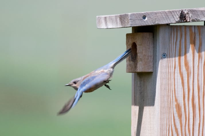 Bluebird leaving nest box and starting to fly