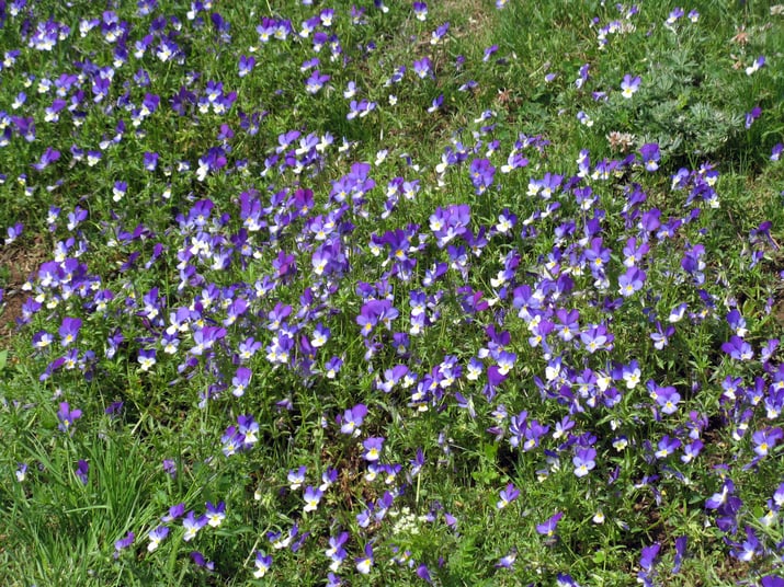 Field of purple violet flowers in Bulgaria