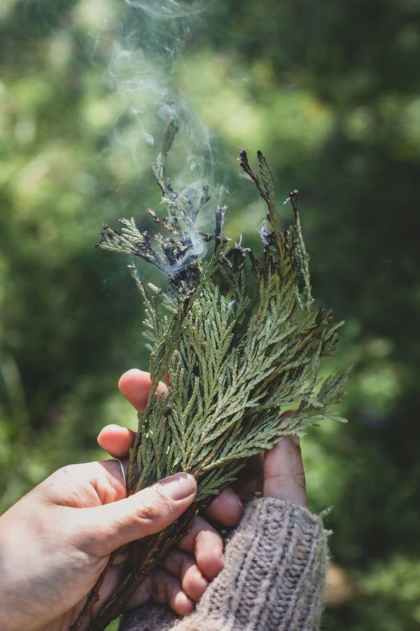 Cedar leaves burning in a smoke cleansing practice.