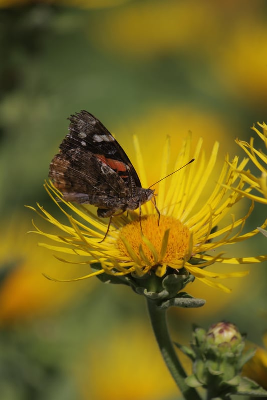 Butterfly sitting on a yellow flower