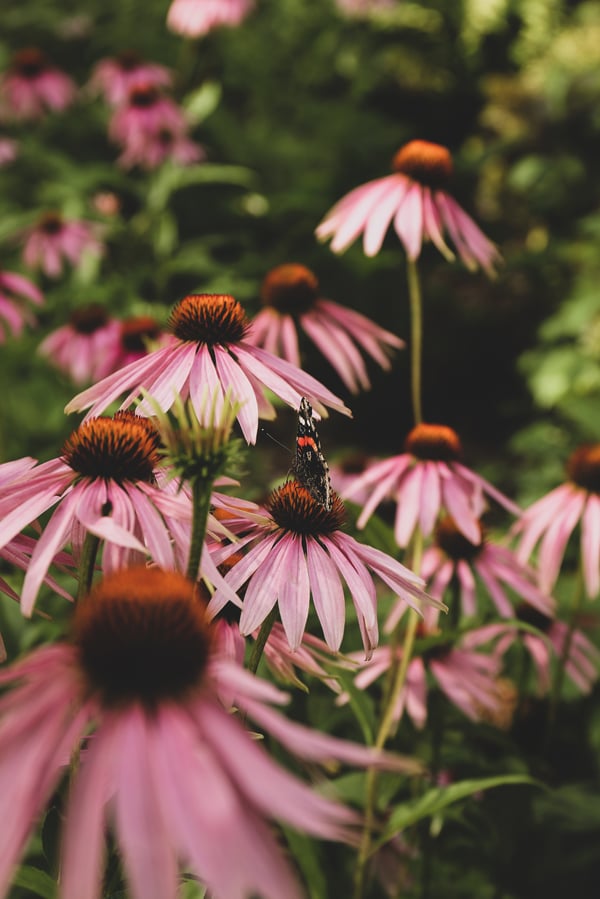 A butterfly resting on an Echinacea bloom.