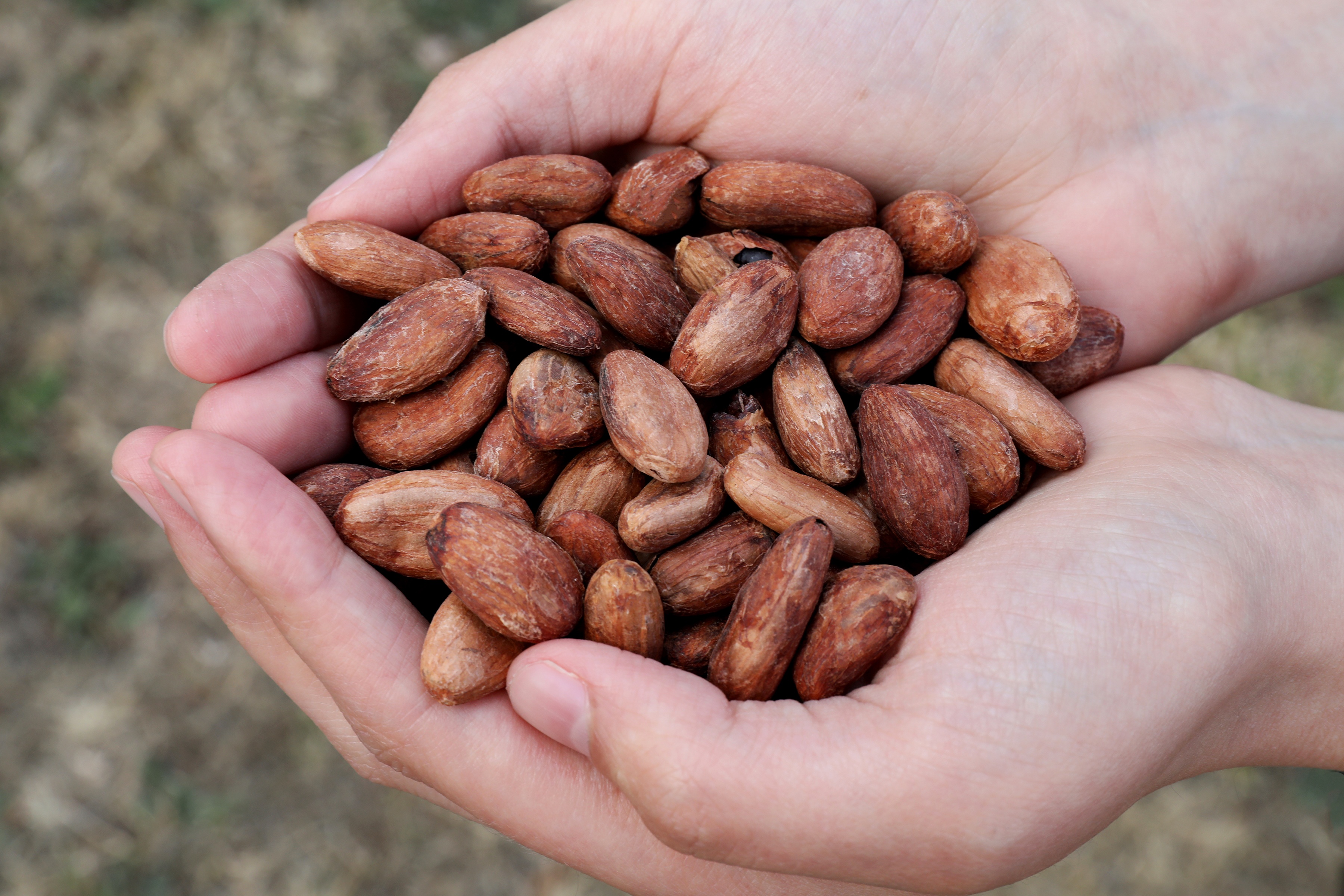 Hands holding roasted dried cacao beans in their shells