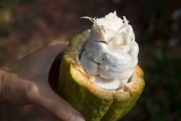 Hand Holding Cacao Fruit Cut Open Exposing Cacao Beans and Cacao Flesh