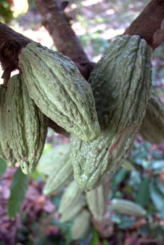 Theobroma cacao tree pods hanging from tree in forest