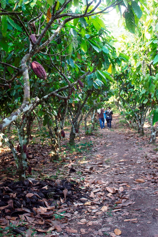 Trail in Peru to See Cacao Trees with Cacao Farmers
