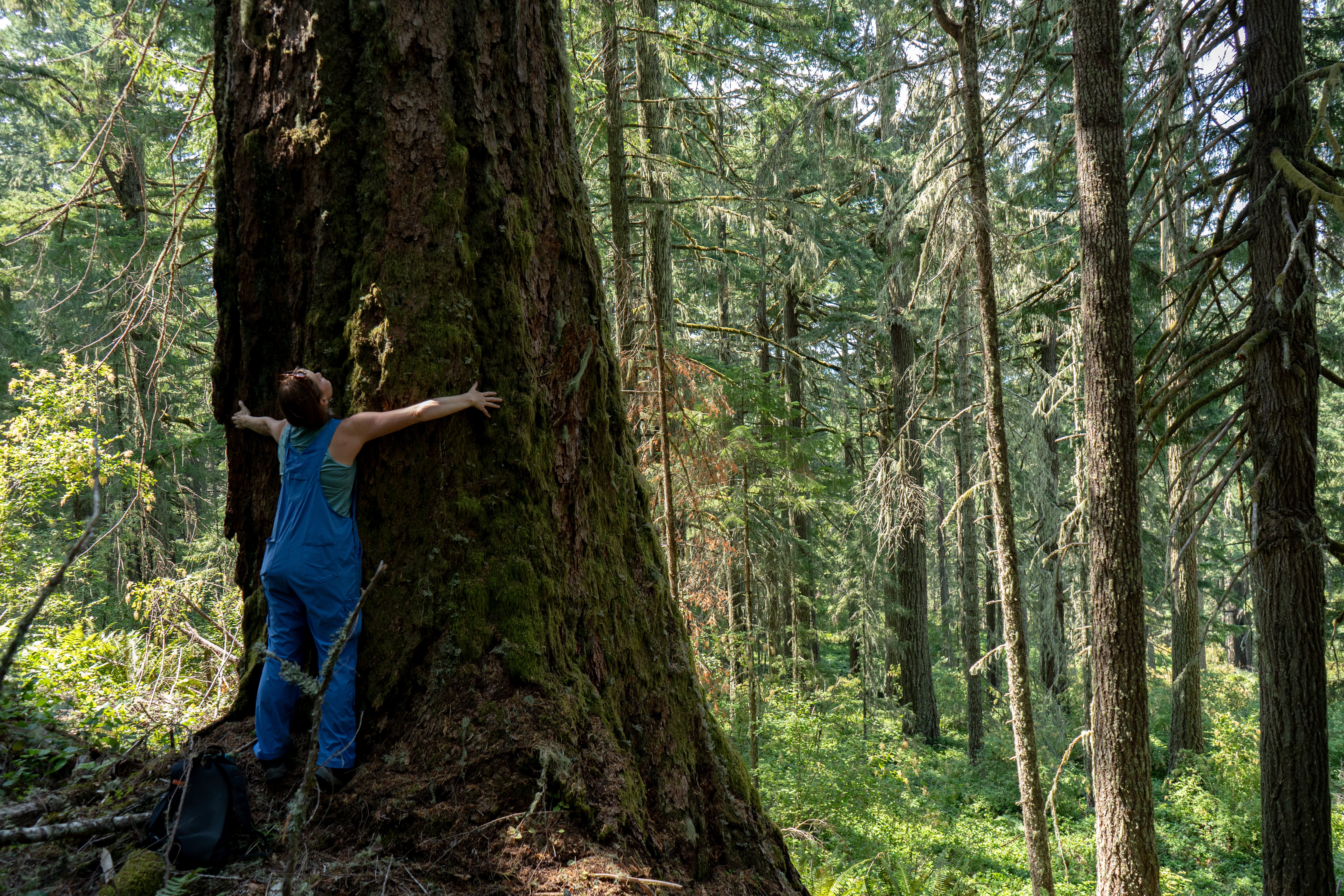 Cascadia Wildlands Conservation Director, Bethany Cotton, hugging a beautiful old-growth tree in the proposed Blue and Gold timber sale in SW Oregon (Photo by Cascadia Wildlands)