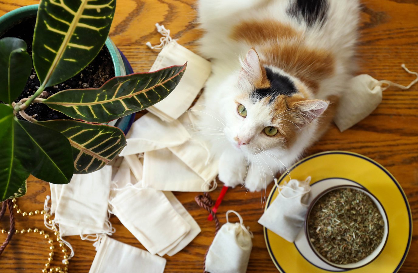 Beautiful calico cat with muslin bags and bulk catnip ready to make catnip tea bag toys.