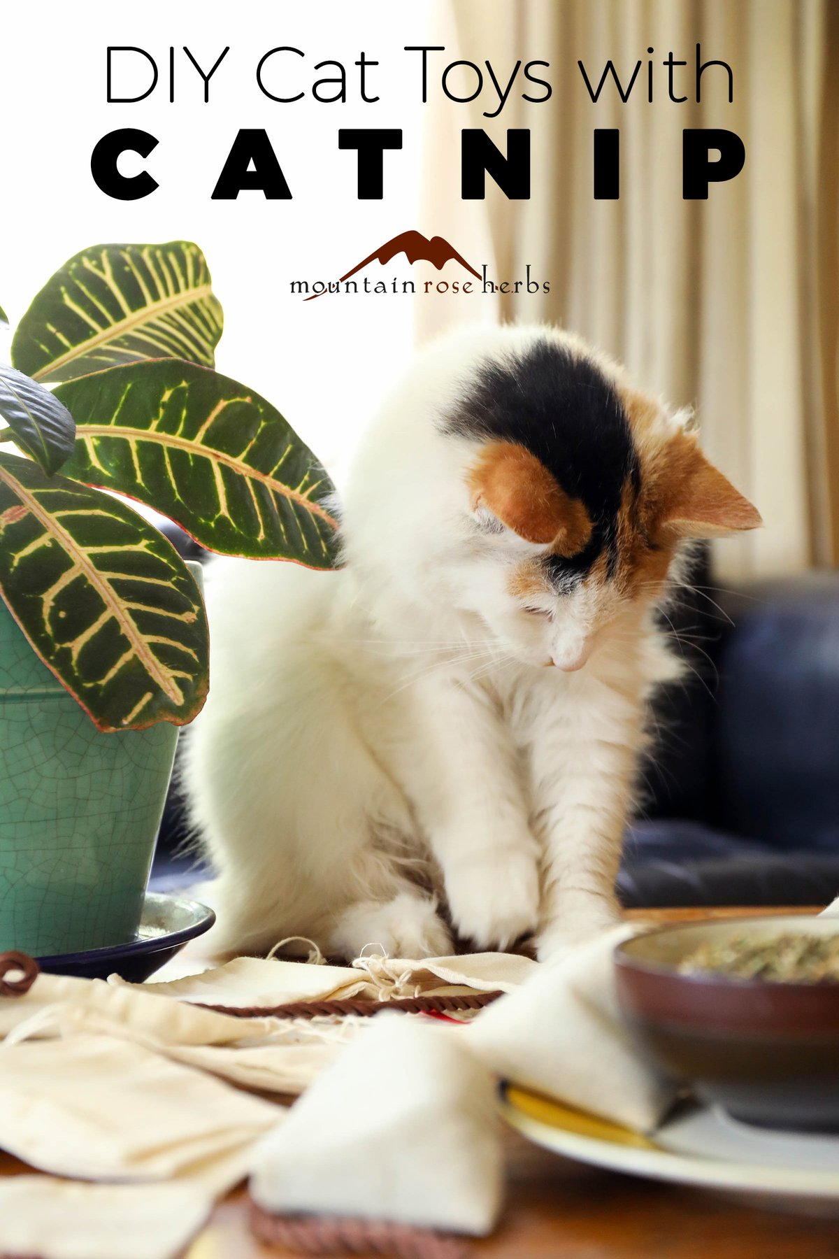 Catnip: Beneficial Herb for Humans and Cats + DIY Cat Toy Ideas