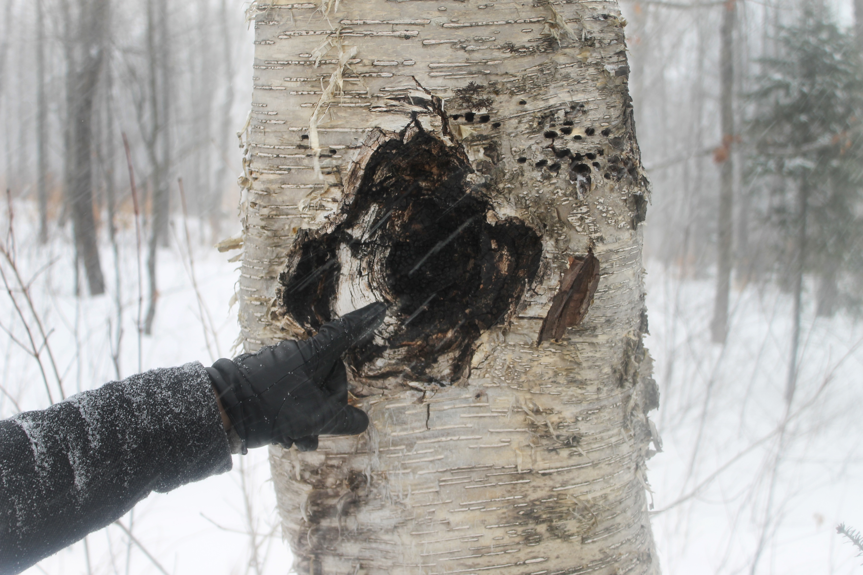 Hand pointing to are where chaga mushroom was harvested