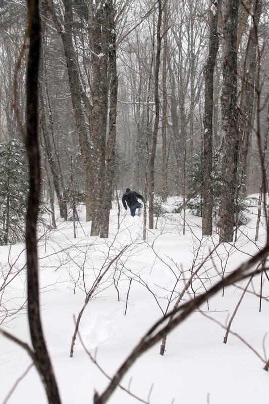 Person snowshoeing through snowy forest