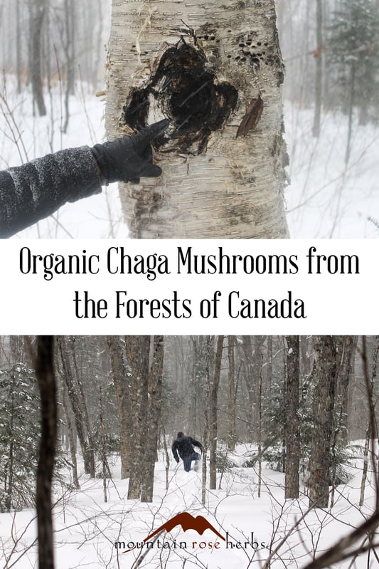 Pin for wildharvesting organic chaga mushrooms from the forests of Canada