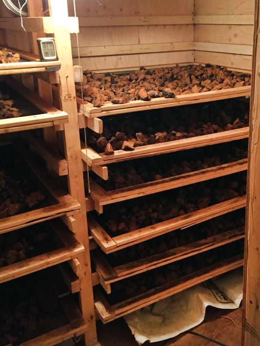 Wooden drying racks filled with chaga mushrooms