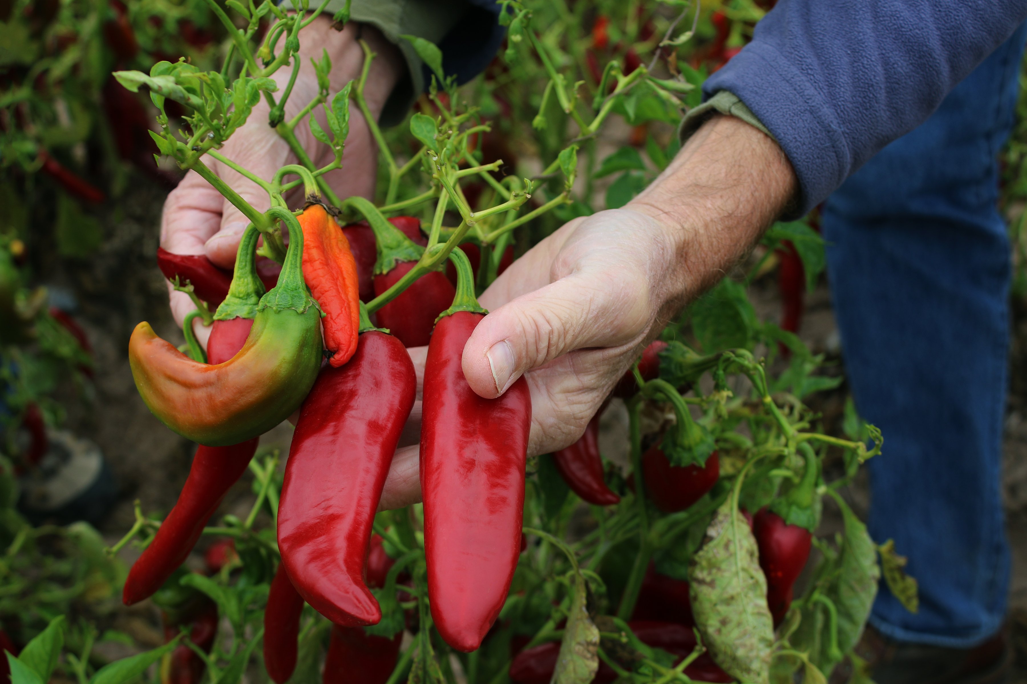 Hands holding beautiful colored peppers in the fields of a farm. 