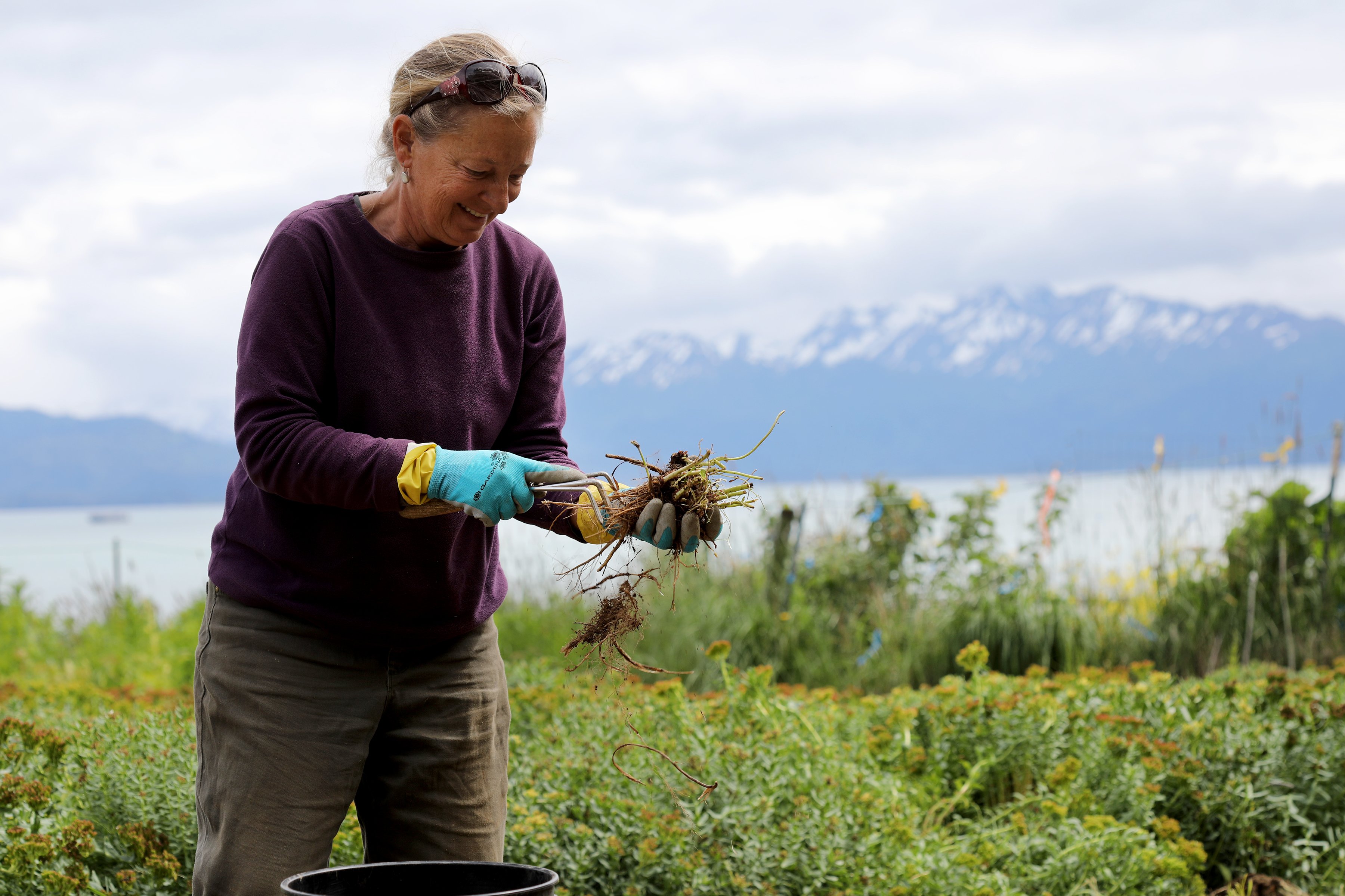 Woman holding her recently harvested plant roots with snow capped mountains in the background. 