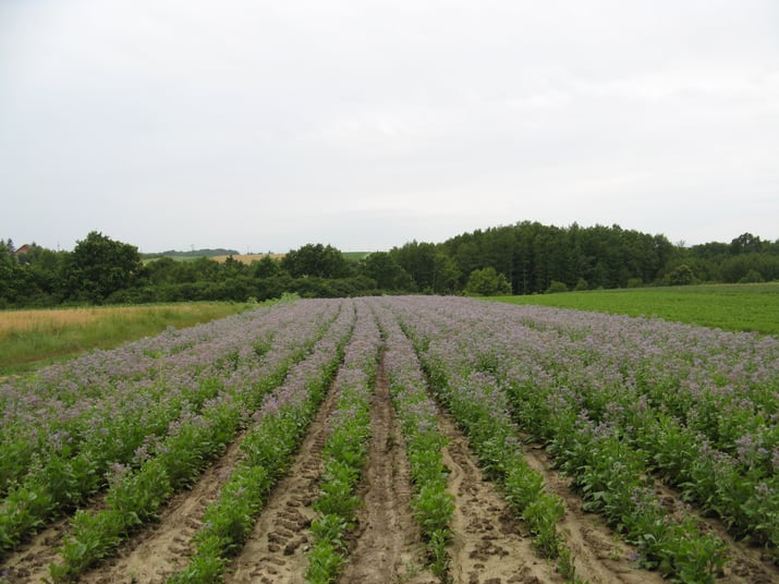 Cultivated farm plot in Croatia