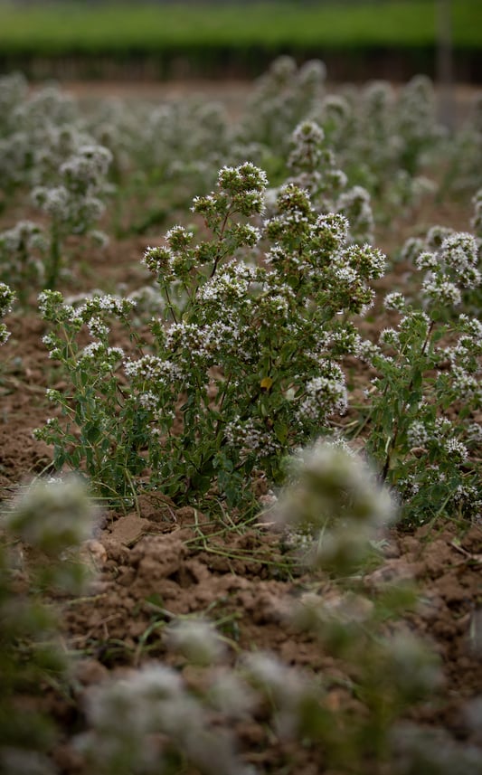 Oregano plants in neat rows display their freshly bloomed white flowers. Clusters of herbs are bursting from rich, light brown, volcanic soil.