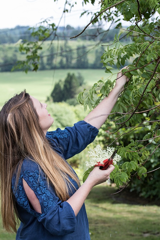 Woman wearing blue in green field picking elder flowers fresh from elder tree