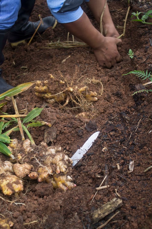 Fresh  organic ginger in the dirt being harvested by our farmers in Peru