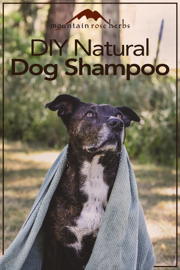 DIY Non-Toxic Dog Shampoo  Easy to Make With Essential Oils!