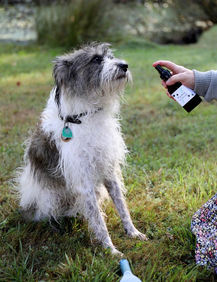 Sweet long haired dog sitting patiently for her dog conditioner and a brushing