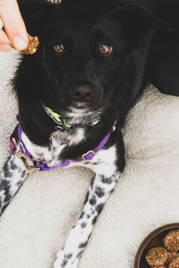 Dog with deep brown eyes looking at treat. 