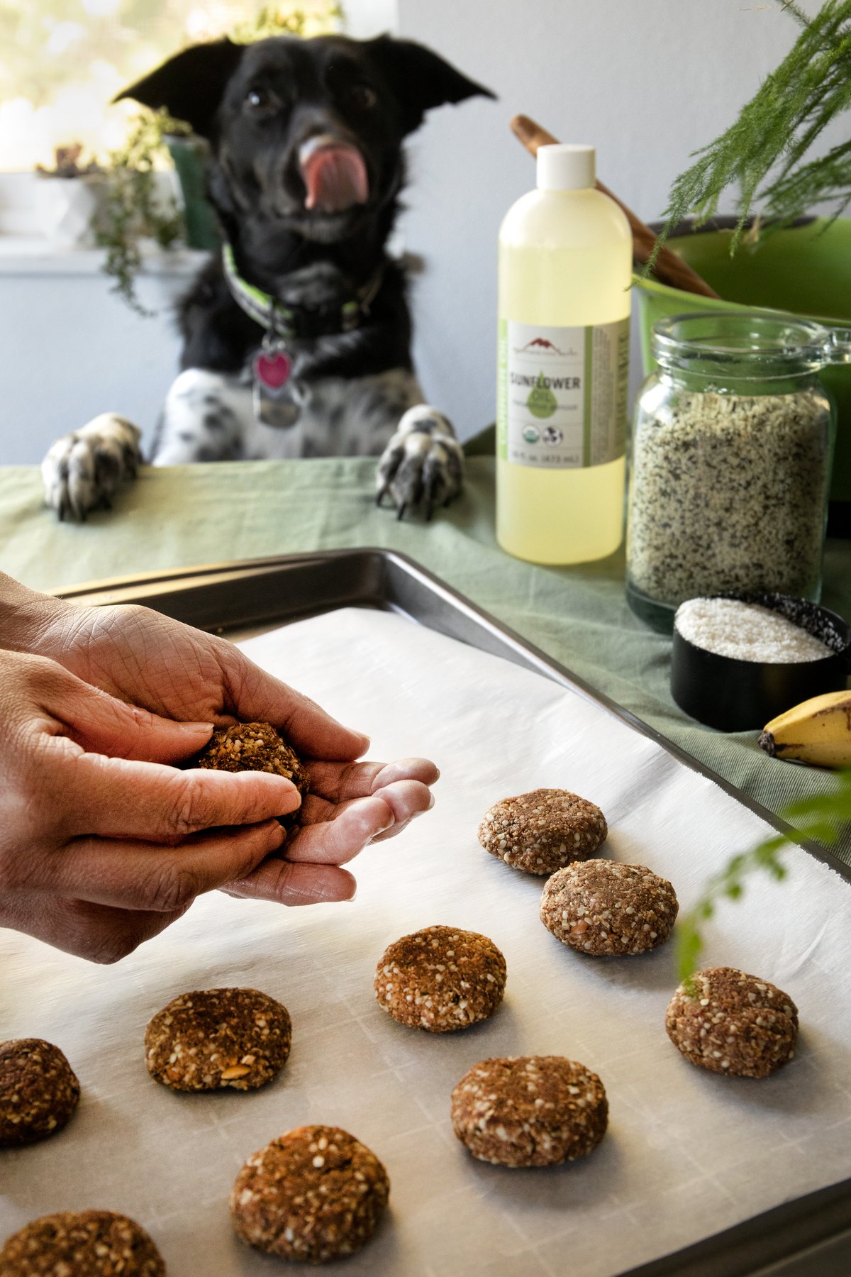 DIY Herbal Dog Treat Recipe - Herbal Dog Treats For Allergies