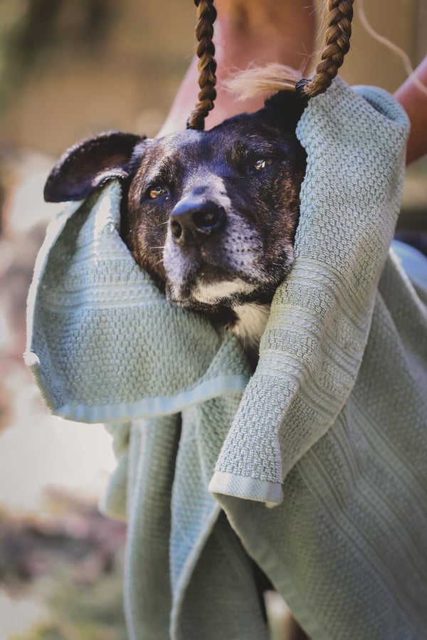 Dog being dried after a bath.