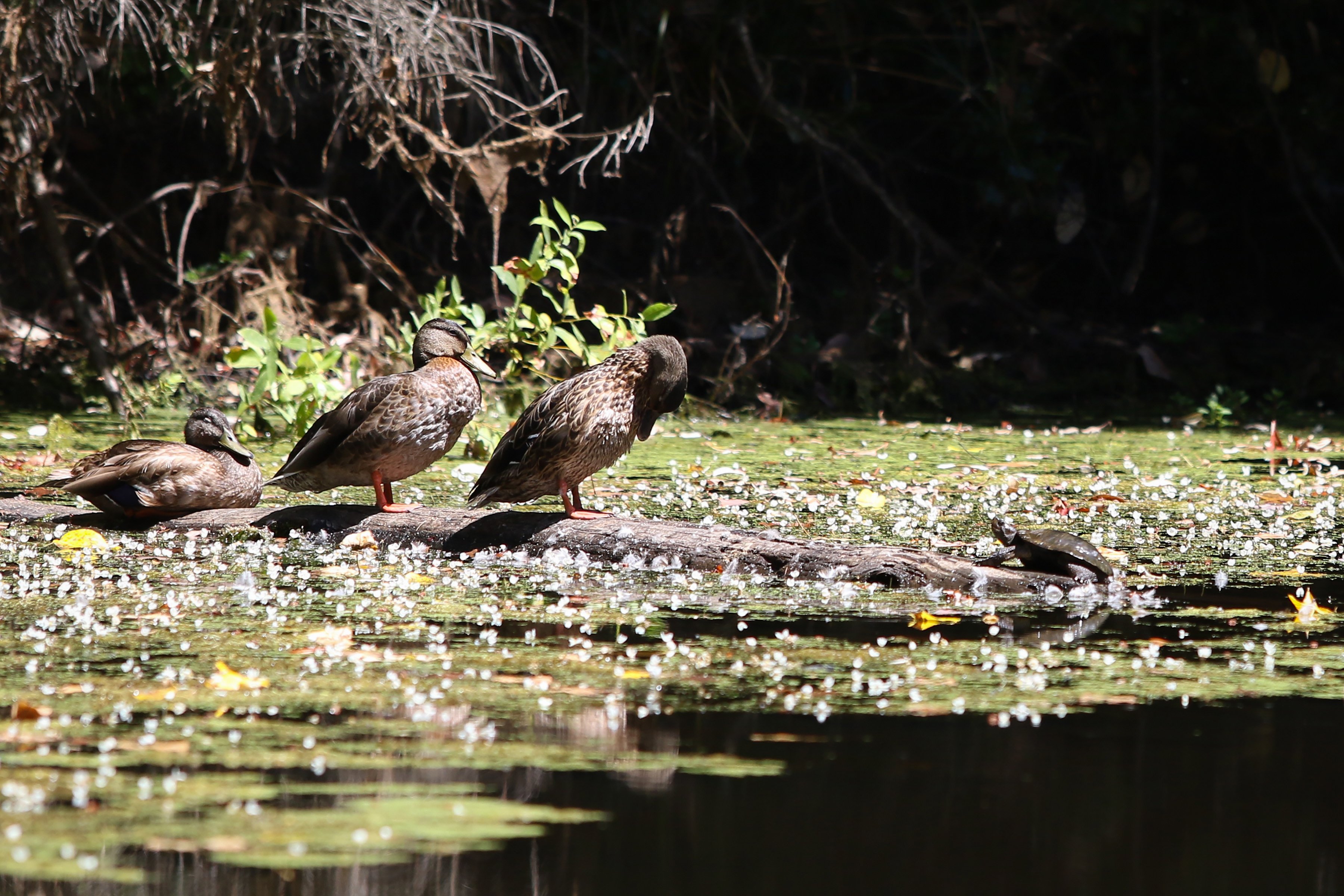 Ducks and a Turtle standing on a log in a bioswale. 